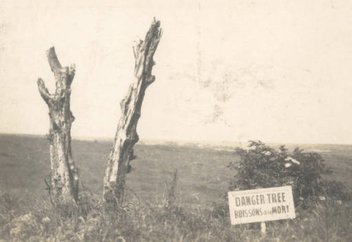 Archived image of the Beaumont-Hamel Danger Tree, an iconic Newfoundland landmark from the battle of the Somme
